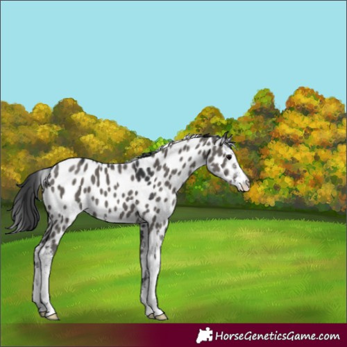 Horse Color:Grullo Sabino Appaloosa 