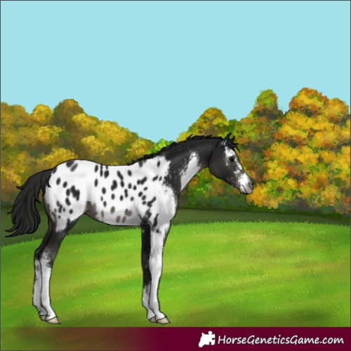 Horse Color:Gray Black Sabino Appaloosa