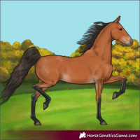 Horse Color:Bay 