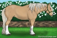 Horse Color:Palomino