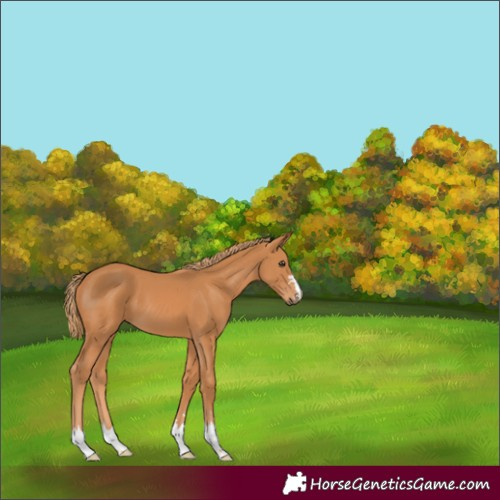 Horse Color:Chestnut 