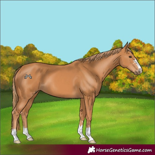 Horse Color:Chestnut 