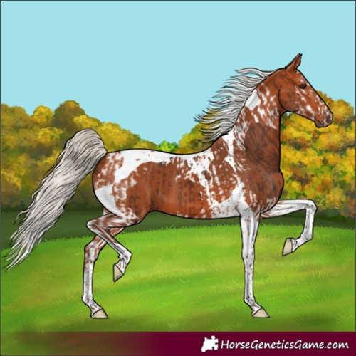 Horse Color:Silver Brown Splash Tobiano  and Silver Bay Tobiano 