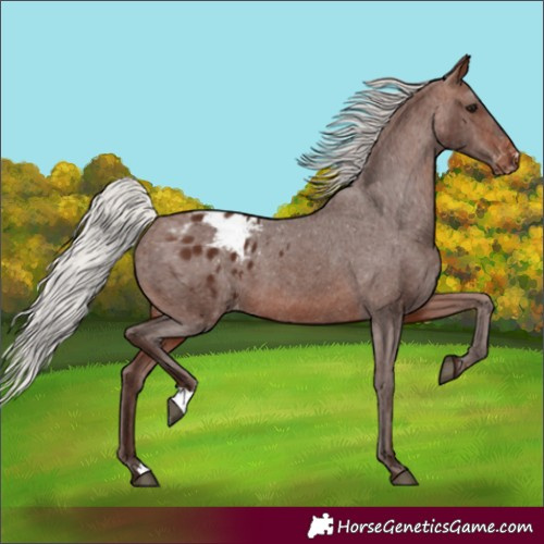 Horse Color:Silver Brown Blanket 