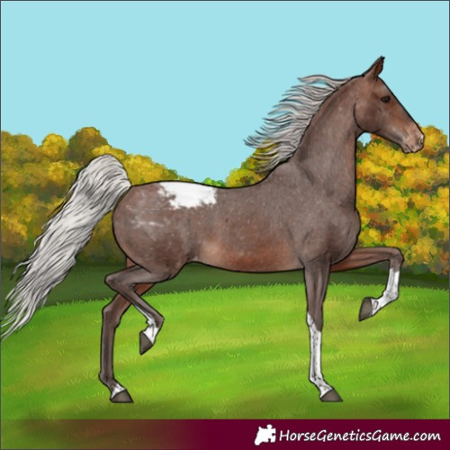 Horse Color:Silver Brown Tobiano Appaloosa 