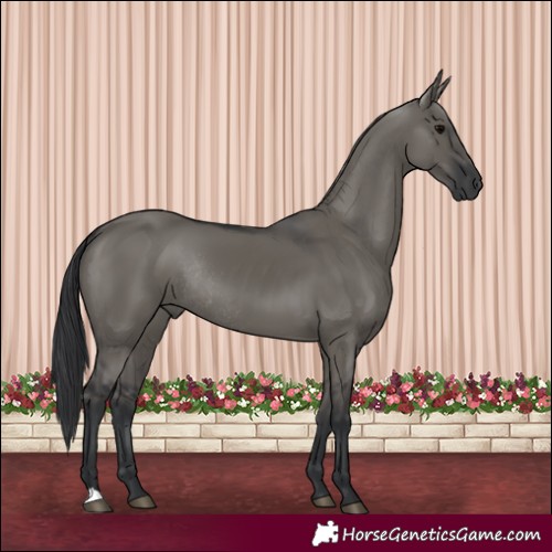 Horse Color:Grullo Rabicano 