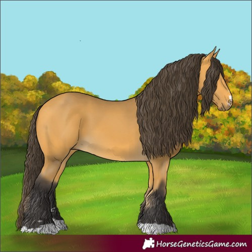 Horse Color:Buckskin 