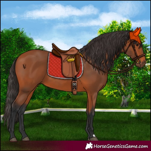 Horse Color:Bay 
