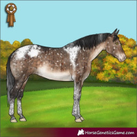 Horse Color:Brown Dun Tobiano Appaloosa Rabicano Brindle