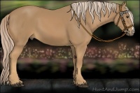 Horse Color:Palomino 
