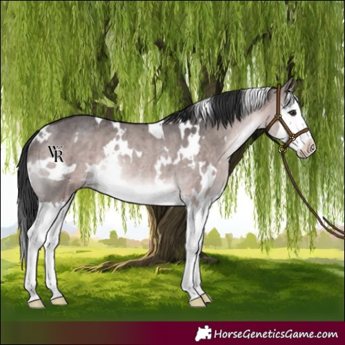 Horse Color:Platinum White Spotted Brown Dun Splash Rabicano Brindle 