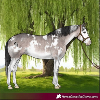 Horse Color:Platinum White Spotted Brown Dun Splash Rabicano Brindle 