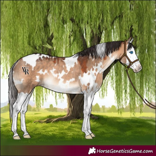 Horse Color:White Spotted Bay Dun Splash Rabicano 