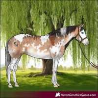 Horse Color:White Spotted Bay Dun Splash Rabicano 