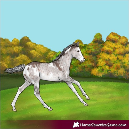 Horse Color:Platinum White Spotted Silver Brown Dun Splash Rabicano Brindle 