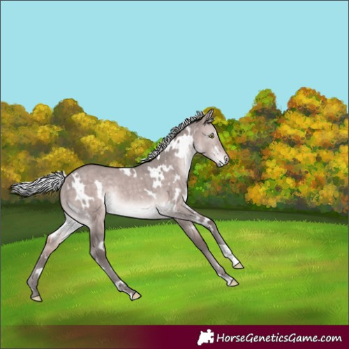 Horse Color:Platinum White Spotted Silver Bay Dun Rabicano Brindle 