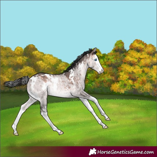 Horse Color:Platinum White Spotted Bay Dun Splash Rabicano Brindle