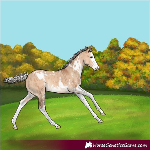 Horse Color:White Spotted Silver Bay Dun Splash Rabicano Brindle 