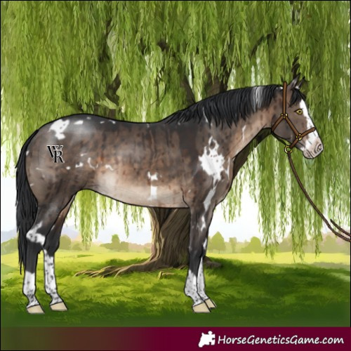 Horse Color:White Spotted Brown Dun Splash Rabicano Brindle 