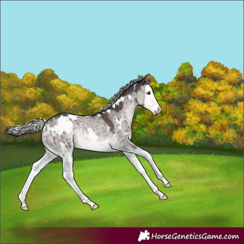 Horse Color:Platinum White Spotted Silver Brown Dun Splash Rabicano Brindle 