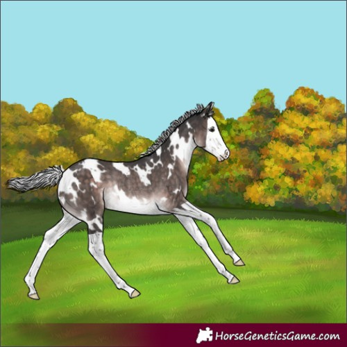 Horse Color:Platinum White Spotted Silver Brown Splash Rabicano