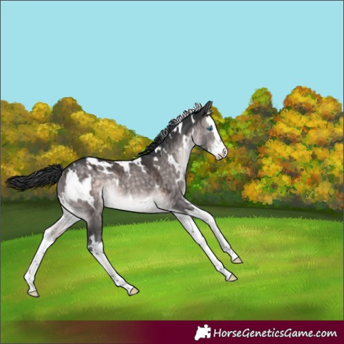 Horse Color:Platinum White Spotted Brown Dun Splash Rabicano