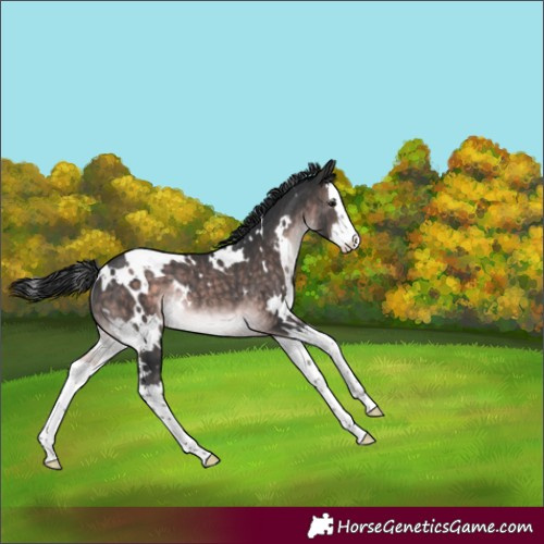 Horse Color:Platinum White Spotted Brown Splash Rabicano 