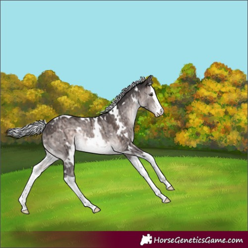 Horse Color:Platinum White Spotted Silver Brown Dun Splash Rabicano Brindle