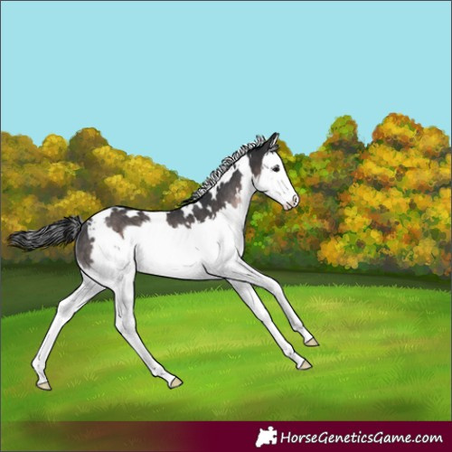 Horse Color:Platinum White Spotted Brown Splash Rabicano 