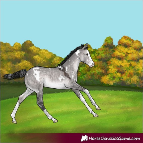 Horse Color:Platinum White Spotted Brown Dun Splash Rabicano 