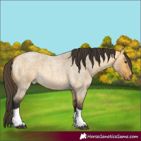 Horse Color:Unknown 