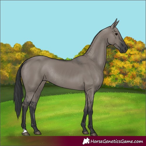 Horse Color:Grullo Rabicano 