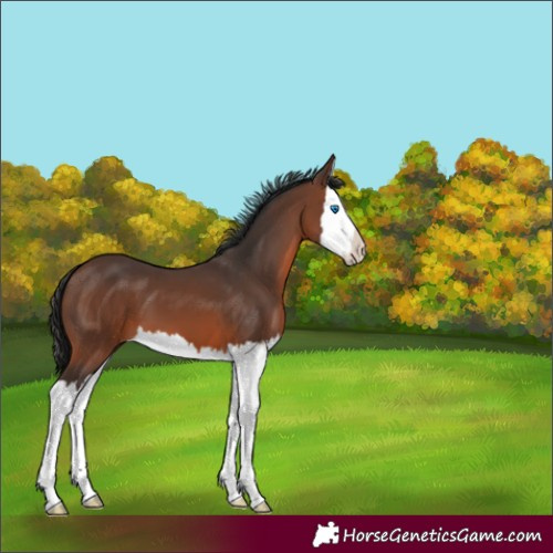 Horse Color:Brown Splash