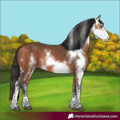 Horse Color:Bay Sabino 