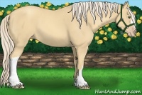 Horse Color:Gold Cream Champagne