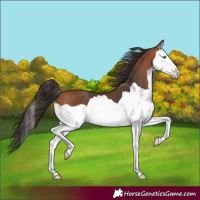 Horse Color:Bay Splash 