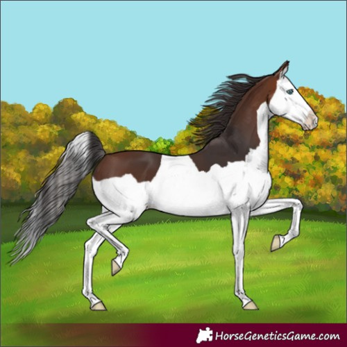 Horse Color:Brown Splash 
