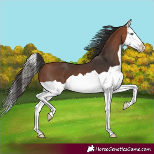 Horse Color:Bay Splash 