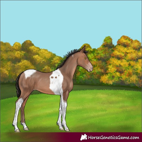 Horse Color:Sable Champagne Tobiano