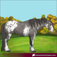 Horse Color:Grullo Sabino Appaloosa