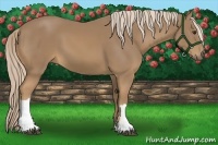 Horse Color:Palomino