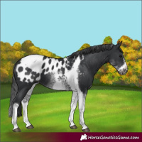 Horse Color:White Spotted Black Splash Tobiano Frame Appaloosa 