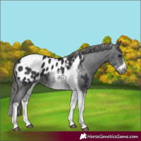 Horse Color:White Spotted Black Splash Tobiano Frame Blanket 