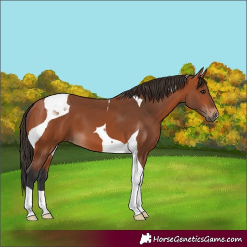 Horse Color:Bay Tobiano 