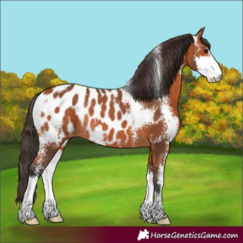 Horse Color:Bay Sabino Appaloosa Rabicano 