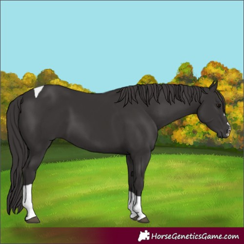 Horse Color:Smoky Black Tobiano 