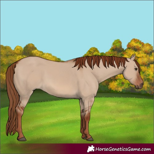 Horse Color:Red Dun 
