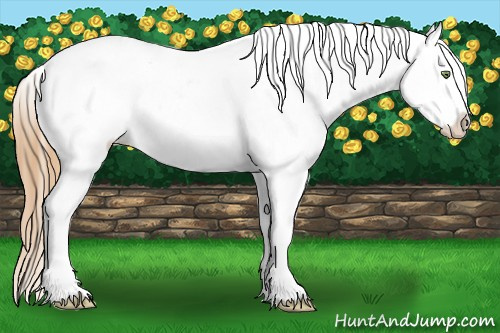 Horse Color:Gold Champagne Near Leopard