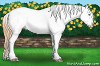 Horse Color:Gold Champagne Near Leopard