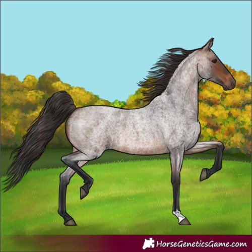 Horse Color:Brown Roan 